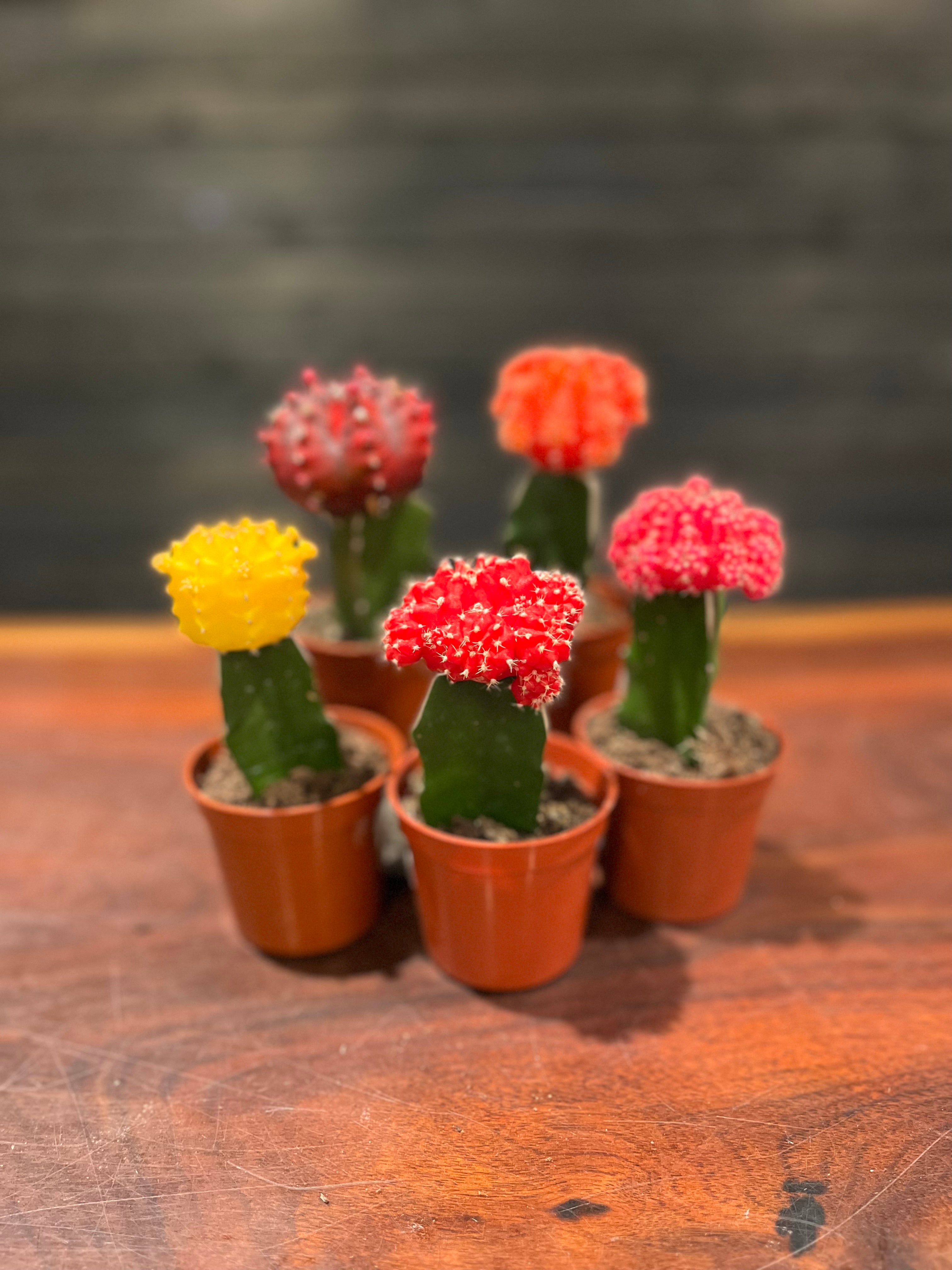 where can i buy cactus plants Prickly Pear Cactus  140mm-300mm (Pickup/Delivery)