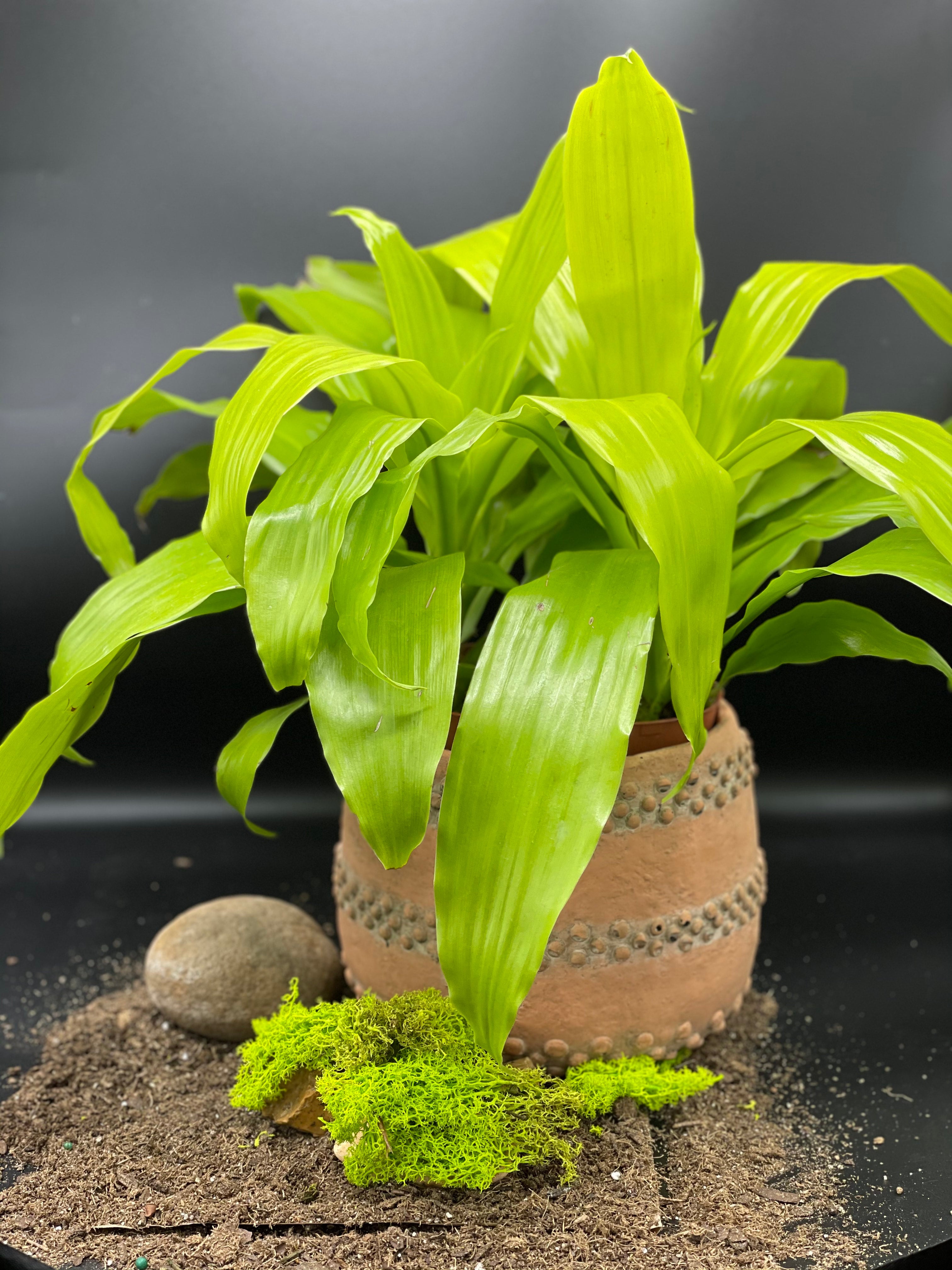 watering system for indoor plants Solar Drip Irrigation System for Indoor Potted Plants