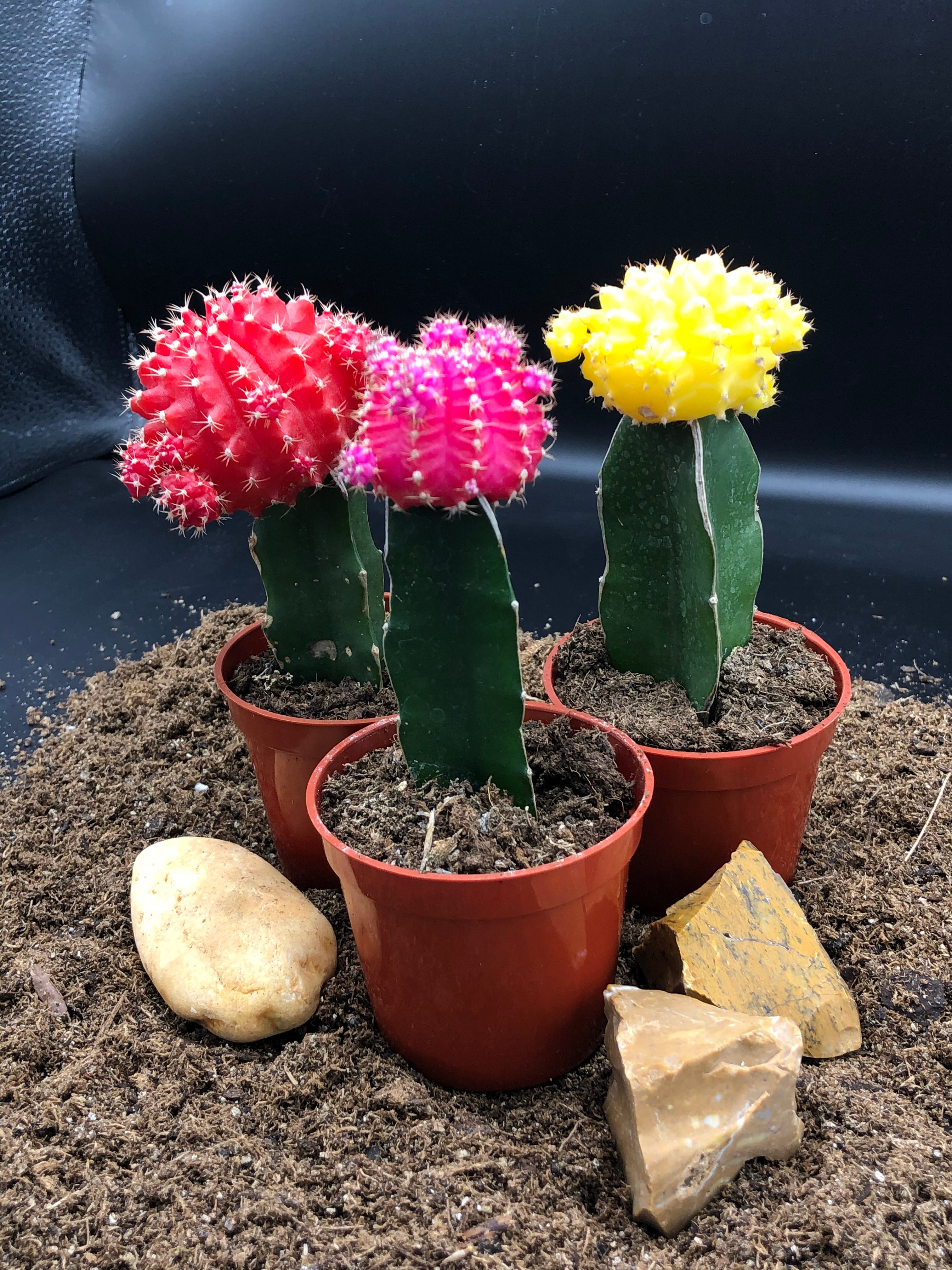 Grafted Cactus - Moon Cactus & Dragonfruit | leaf [ HOME  GIFT  PLANTS   BLOOMS ]