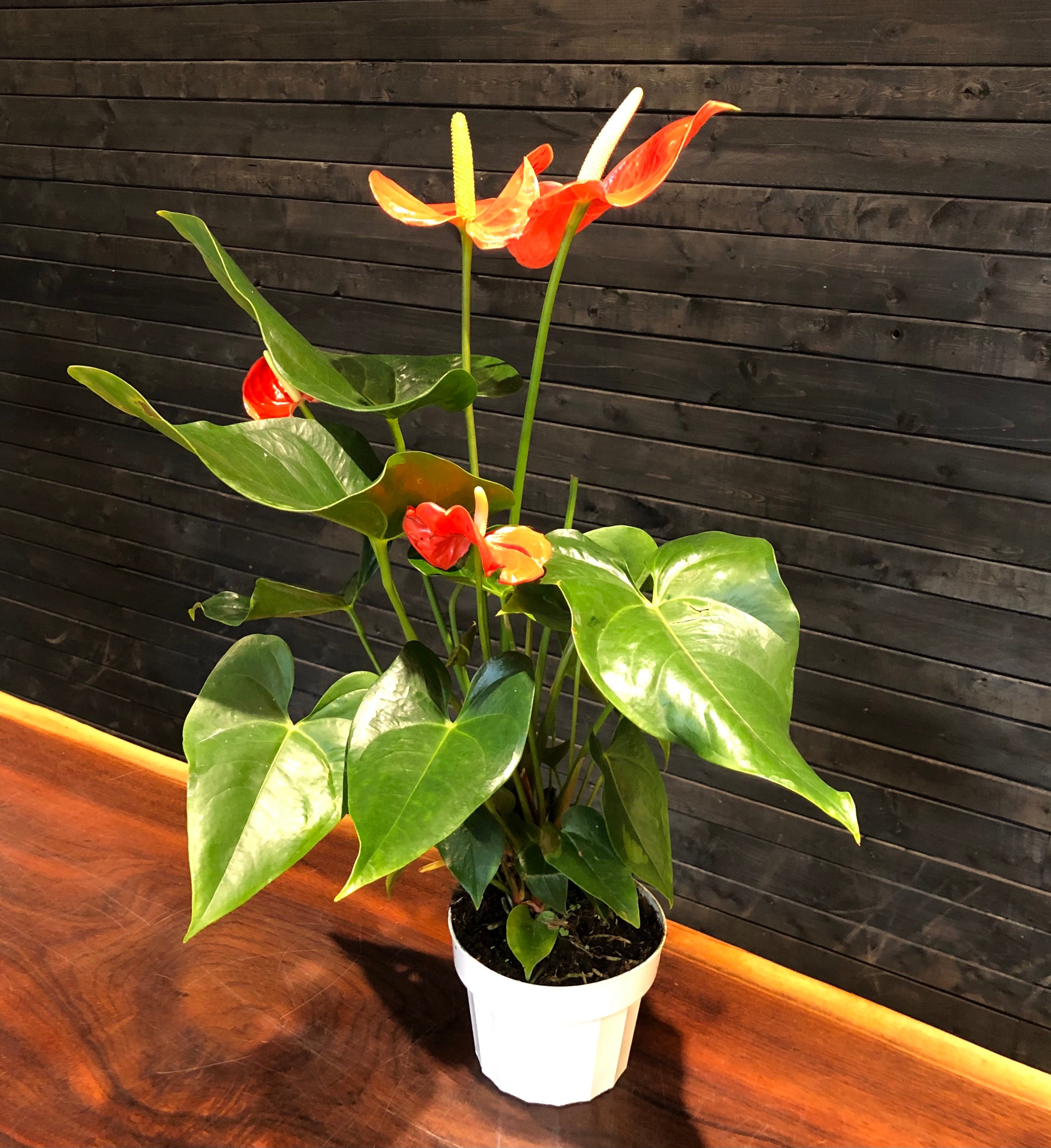 Flamingo Flower | Anthurium andreanum | leaf [ HOME  GIFT  PLANTS   BLOOMS ]