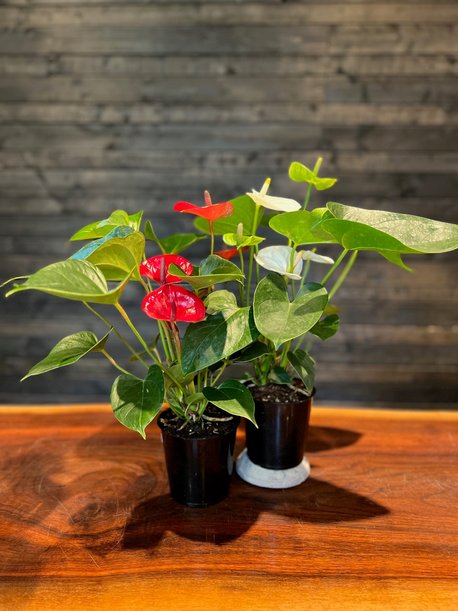 black philodendron royal queen Philodendron Royal Queen Plant – Buy Now! – Ladybird Nursery main image 0