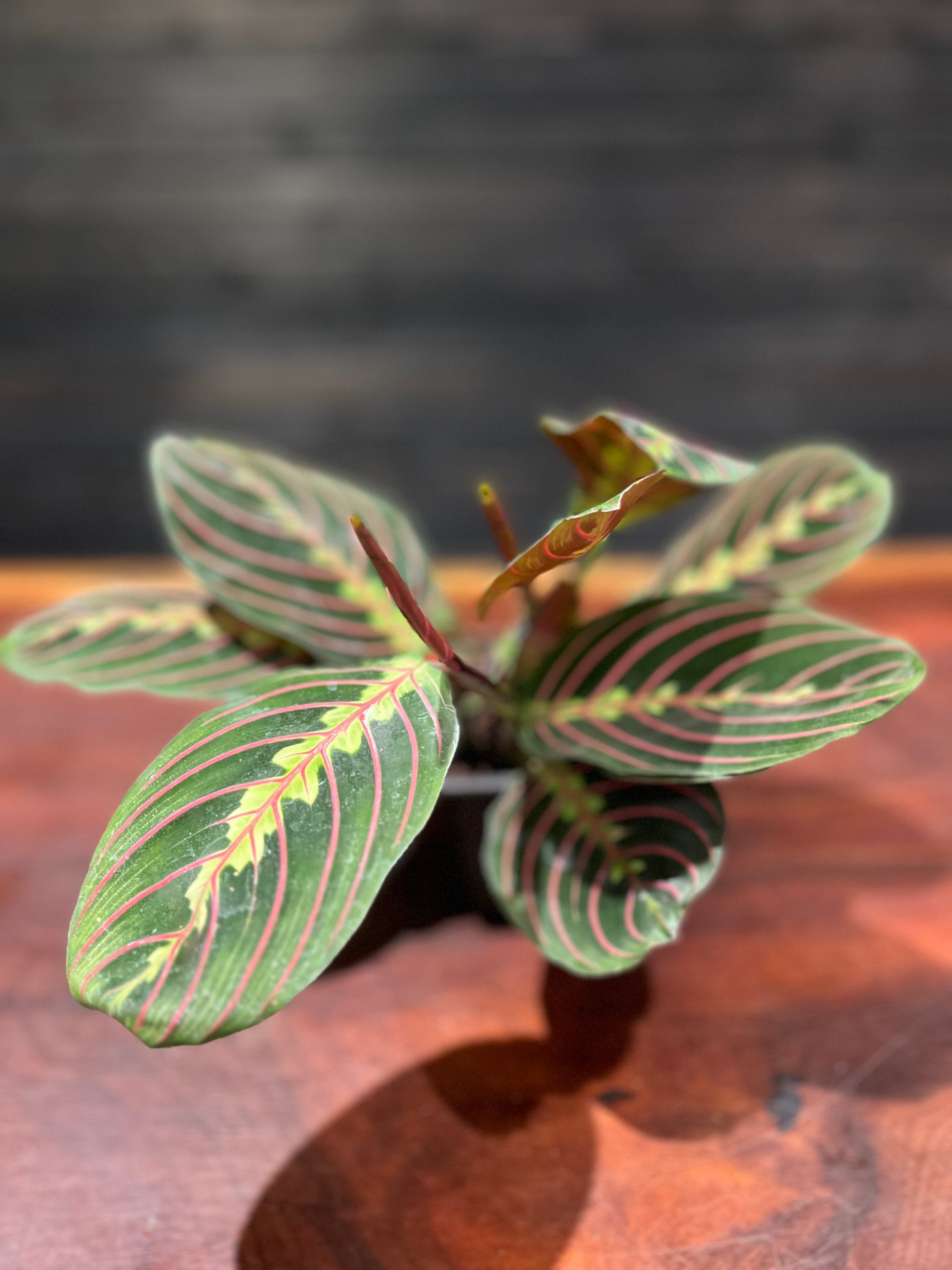 Red-Veined Prayer Plant | Maranta leuconeura 'Erythroneura' | leaf [ HOME   GIFT  PLANTS  BLOOMS ]