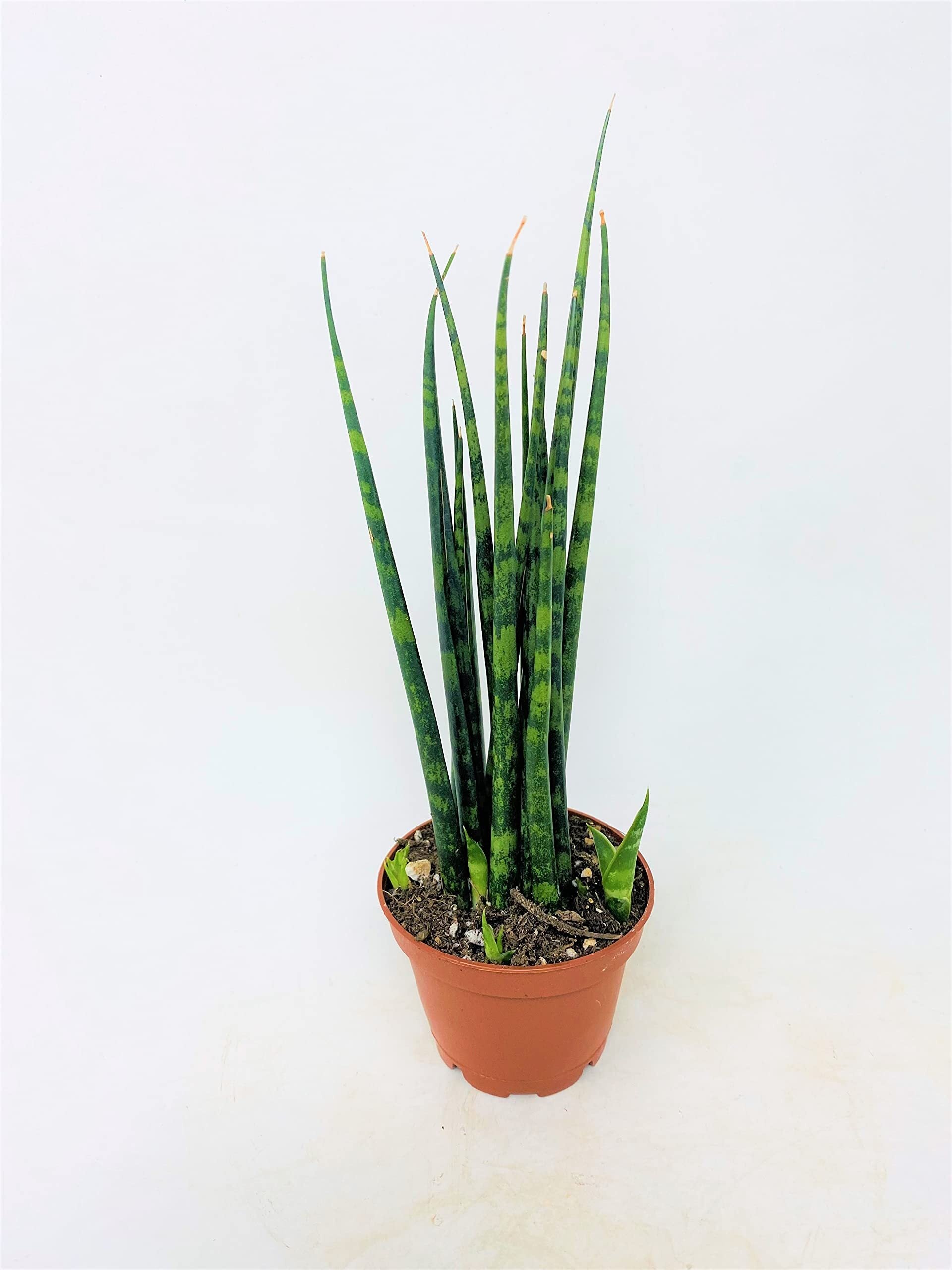 Fernwood Sansevieria | Dracaena bacularis 'Mikado'