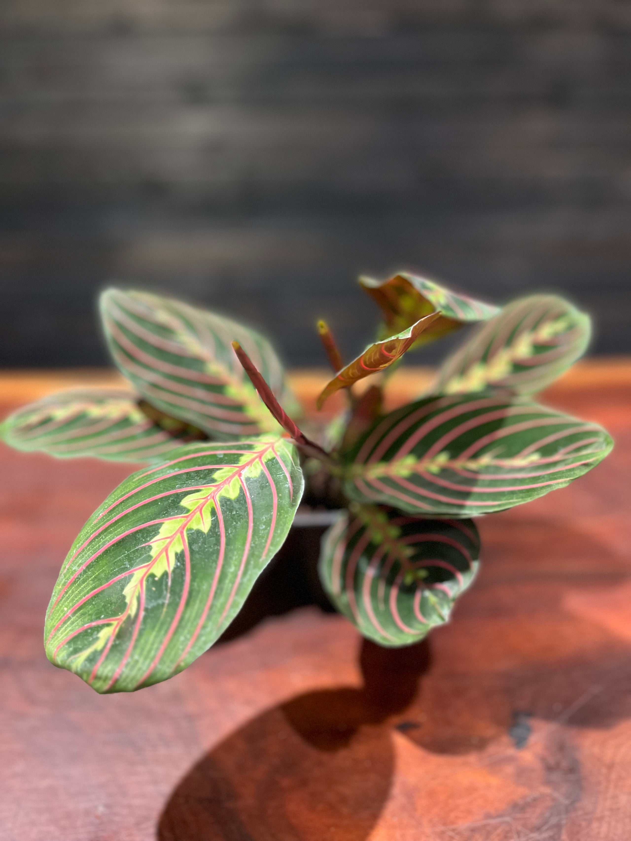 Maranta leuconeura var. erythroneura (Red Stripe Prayer Plant)